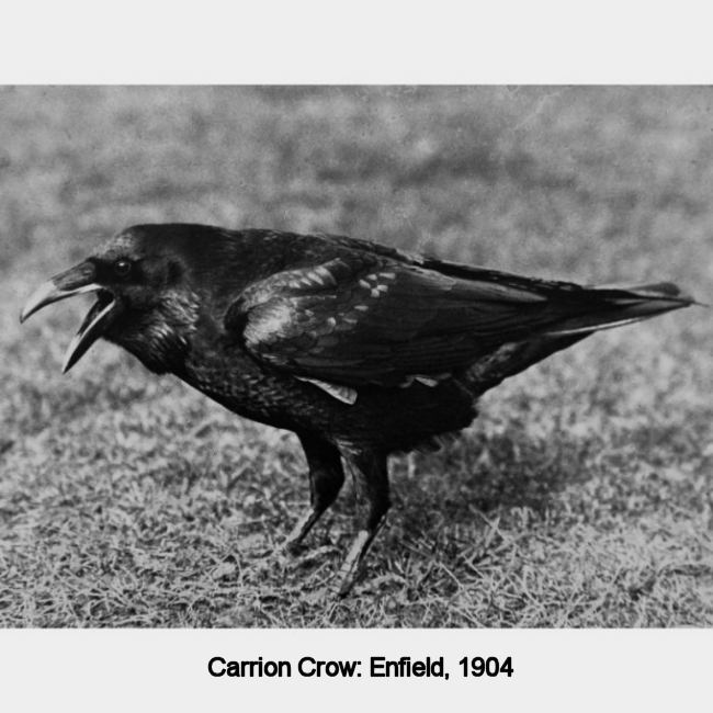 Carrion Crow