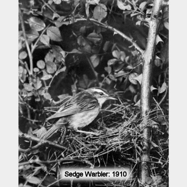 Sedge Warbler