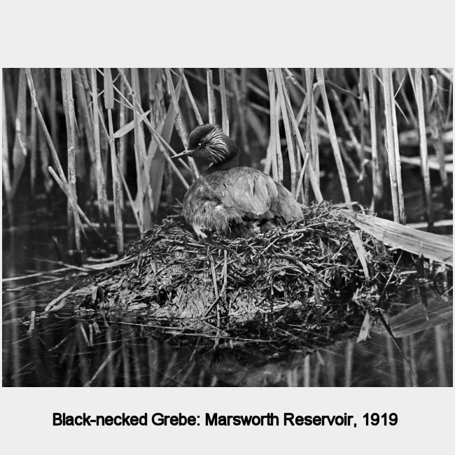 Black-necked Grebe