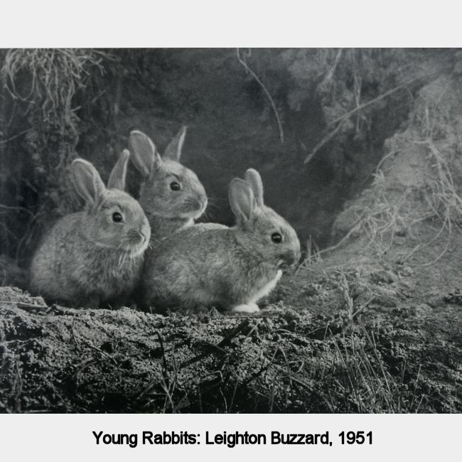 Young Rabbits